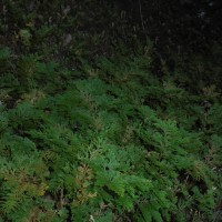 Selaginella involvens (Sw.) Spring